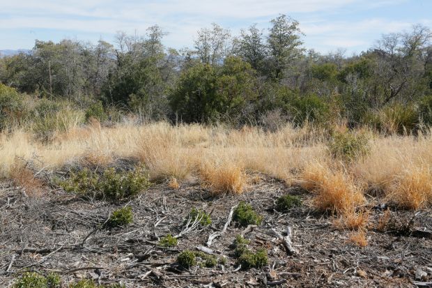 Fire danger in Oracle has officials pushing for better protection for homes